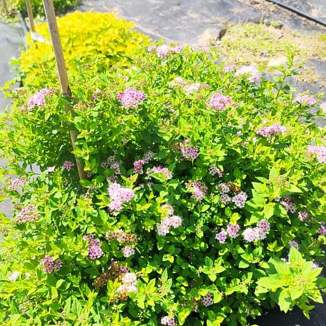 Спирея Литл Принцесс