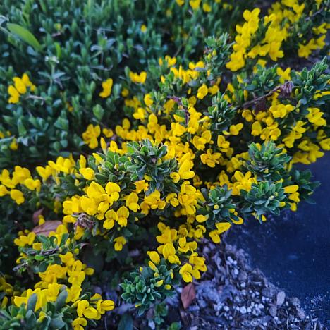 Ракитник стелющийся