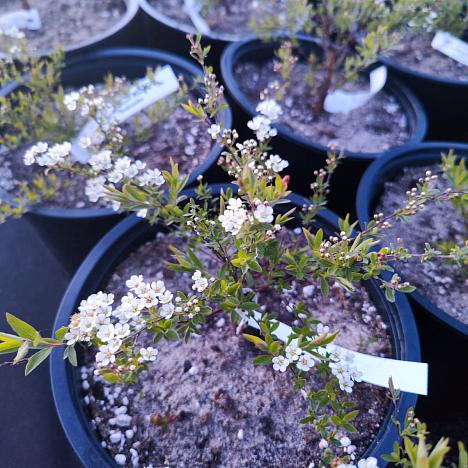 Спирея серая Грефшейм