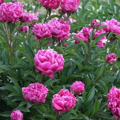 Пион травянистый Луи Ван-Гутт