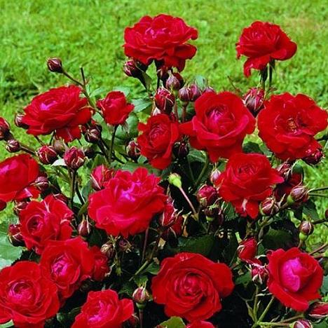 Роза флорибунда Нина Вейбулл