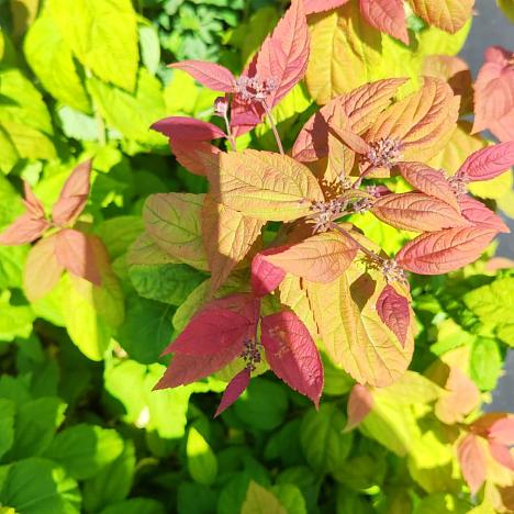 Спирея Макрофилла