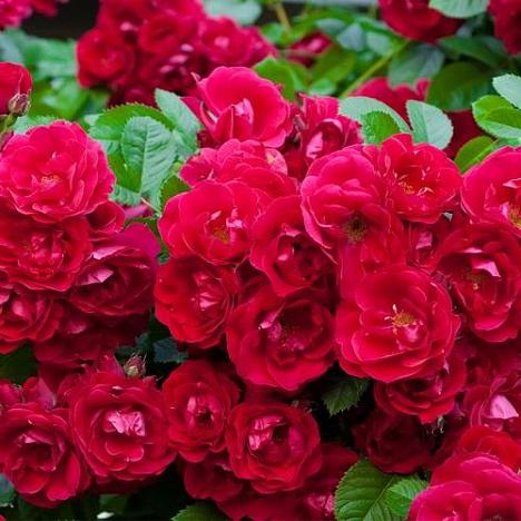 Роза почвопокровная Фейри Данс