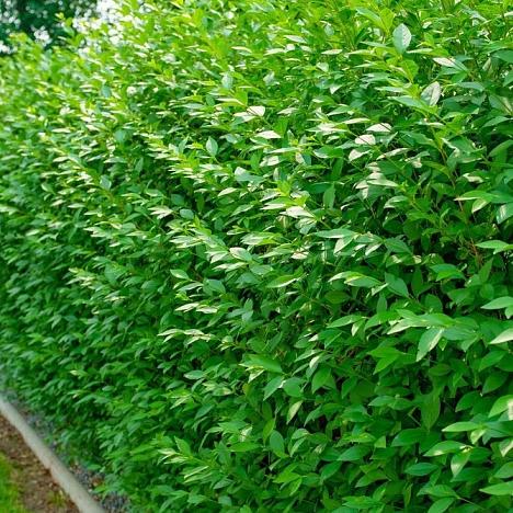 Блок живой изгороди Бирючина