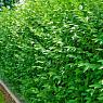 Блок живой изгороди Бирючина