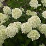 Гортензия метельчатая Литл Спуки