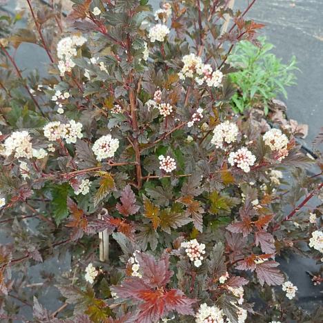 Пузыреплодник калинолистный Саммер Вайн