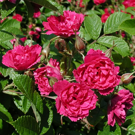 Роза парковая Пинк Гротендорст