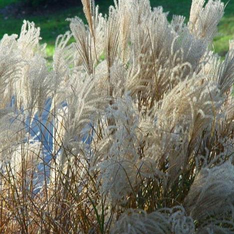 Мискантус сахароцветковый