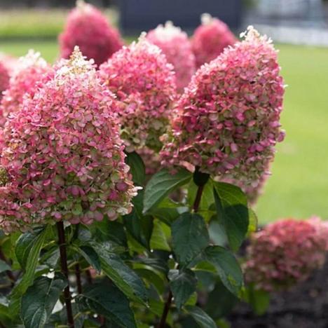 Гортензия метельчатая Пинки Промис