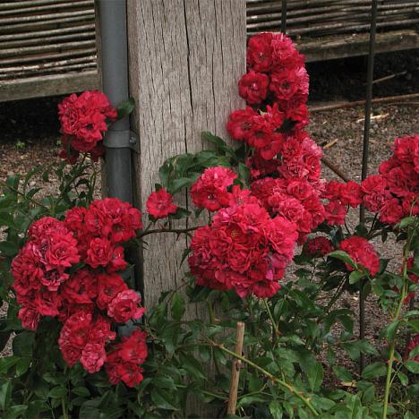 Роза почвопокровная Фейри Данс