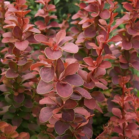 Барбарис Тунберга Голден Ринг