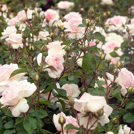 Роза парковая Бремер Страдтмузыкантен