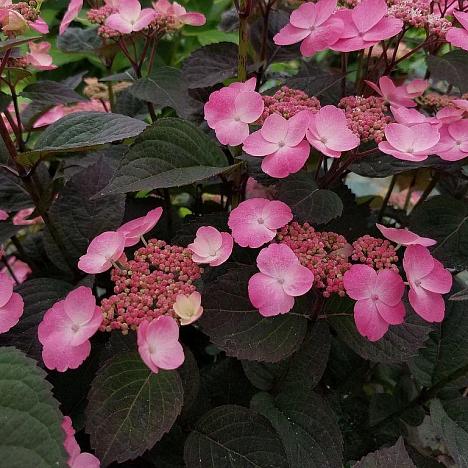 Гортензия пильчатая Дарeдевил