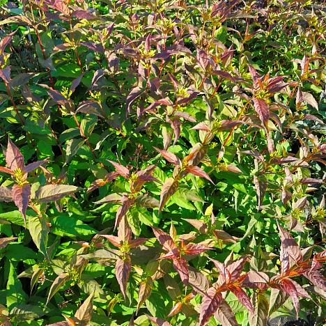 Диервилла Кодиак Ред