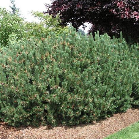 Сосна горная Пумилио