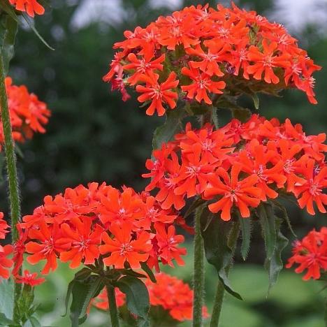 Лихнис халцедонский