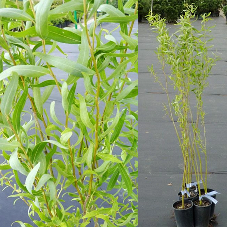 Ива Свердловская извилистая (Уральская)