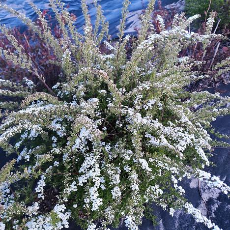 Спирея серая Грефшейм