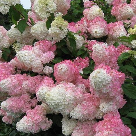 Гортензия метельчатая Ванила фрайз