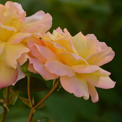 Роза чайно-гибридная Глория Дей