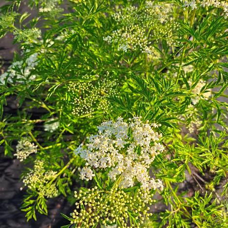 Бузина черная Лациниата