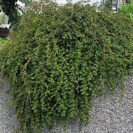 Стефанандра надрезаннолистная