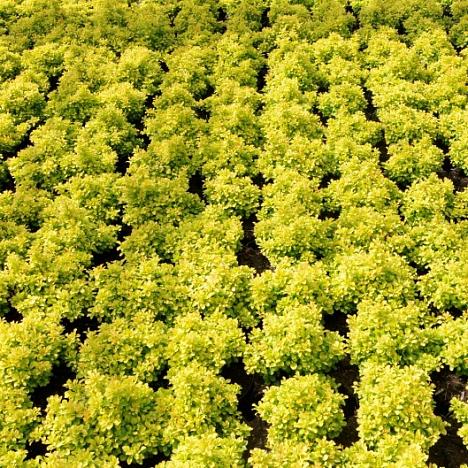 Барбарис Тунберга Тини Голд