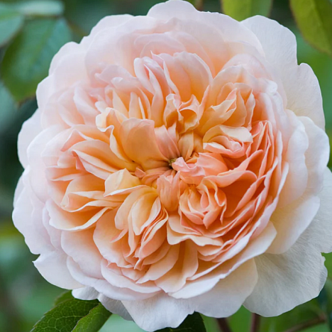 Роза парковая Порт Санлайт