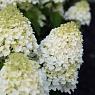 Гортензия метельчатая Шуга Раш