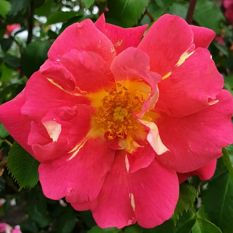 Роза плетистая Баяццо