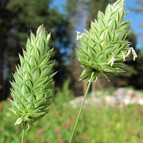 Канареечник канарский