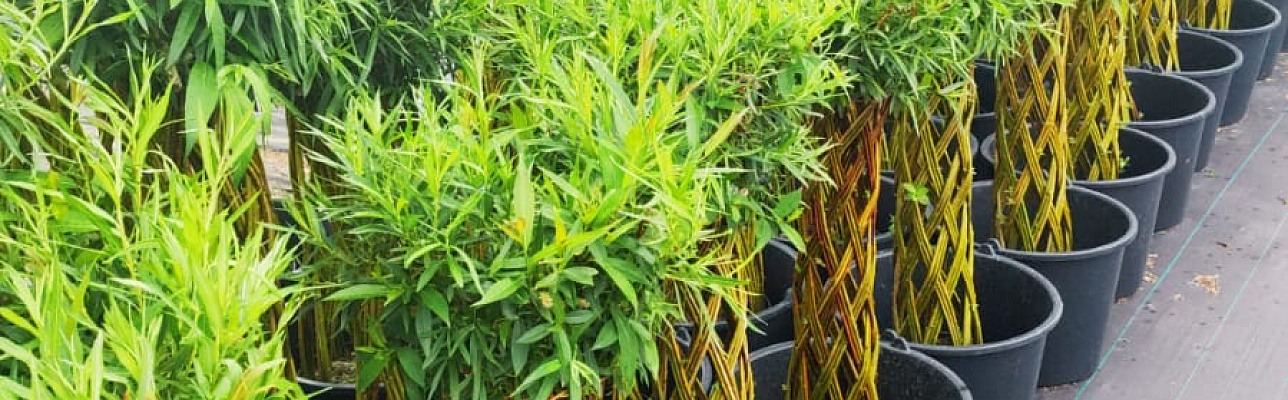 Плетёные ивы: как превратить свой сад в произведение искусств