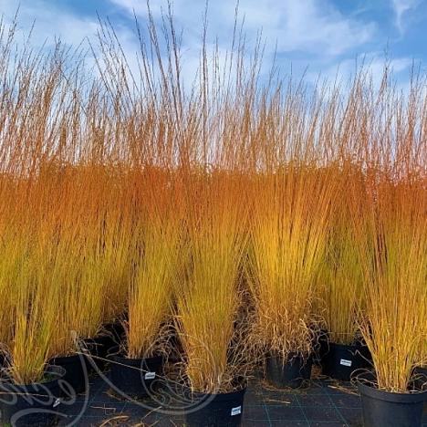 Молиния голубая Хайдебраут