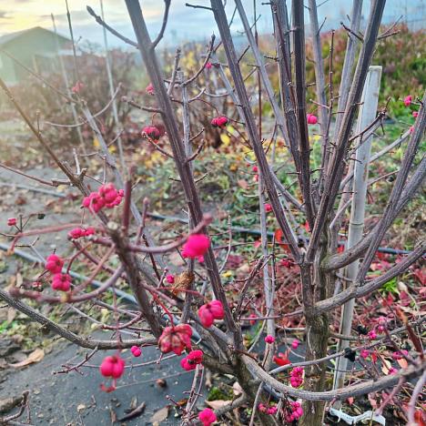 Бересклет Европейский