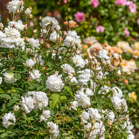 Роза парковая Сьюзан Уильямс-Эллис