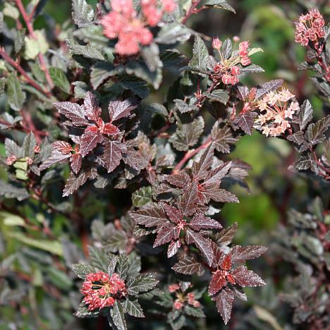 Пузыреплодник калинолистный Литл Девил