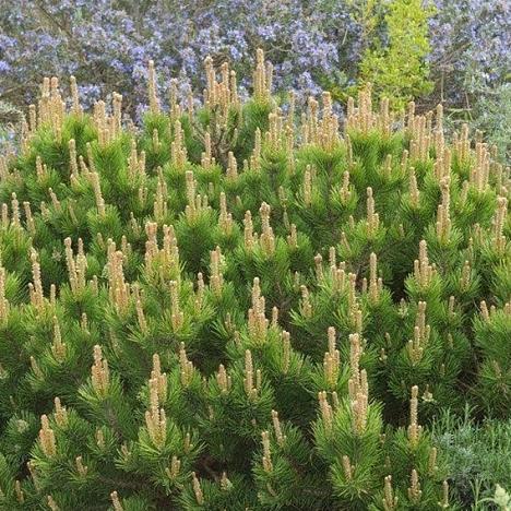 Сосна горная Мугус 