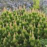 Сосна горная Мугус 