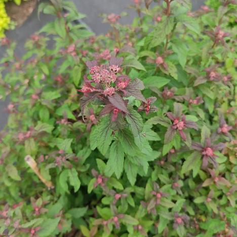 Спирея японская Суперстар