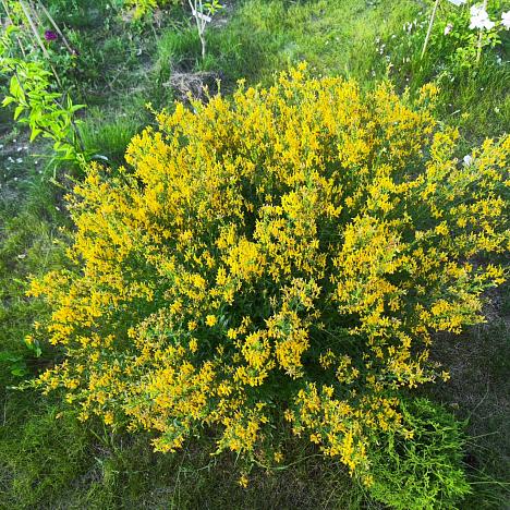 Дрок красильный