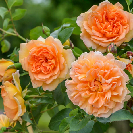 Роза парковая Дама Джуди Денч