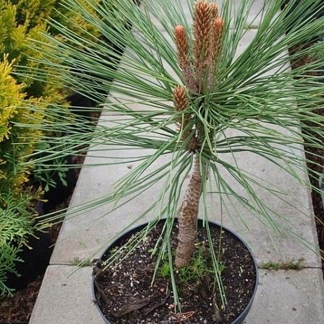 Сосна Джеффри