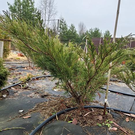 Можжевельник казацкий