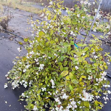 Снежноягодник белый (кистистый) 