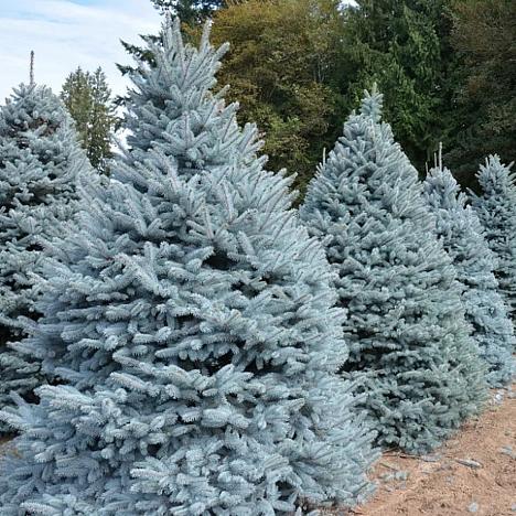 Ель голубая Мисти Блю