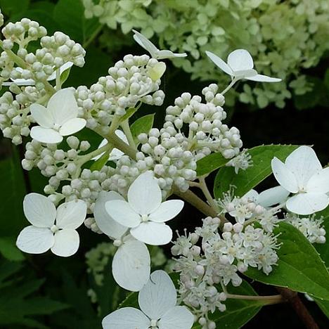 Гортензия метельчатая Киушу