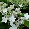 Гортензия метельчатая Киушу