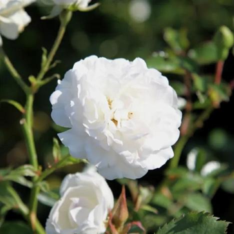 Роза почвопокровная Свани