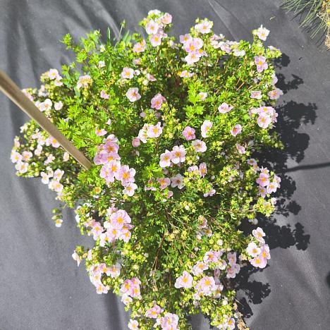 Лапчатка кустарниковая Лавли Пинк